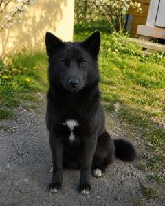Read more about the article Suczka do adopcji – MOLLY