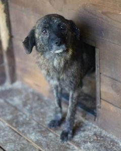 Read more about the article Suczka do adopcji – DIWA