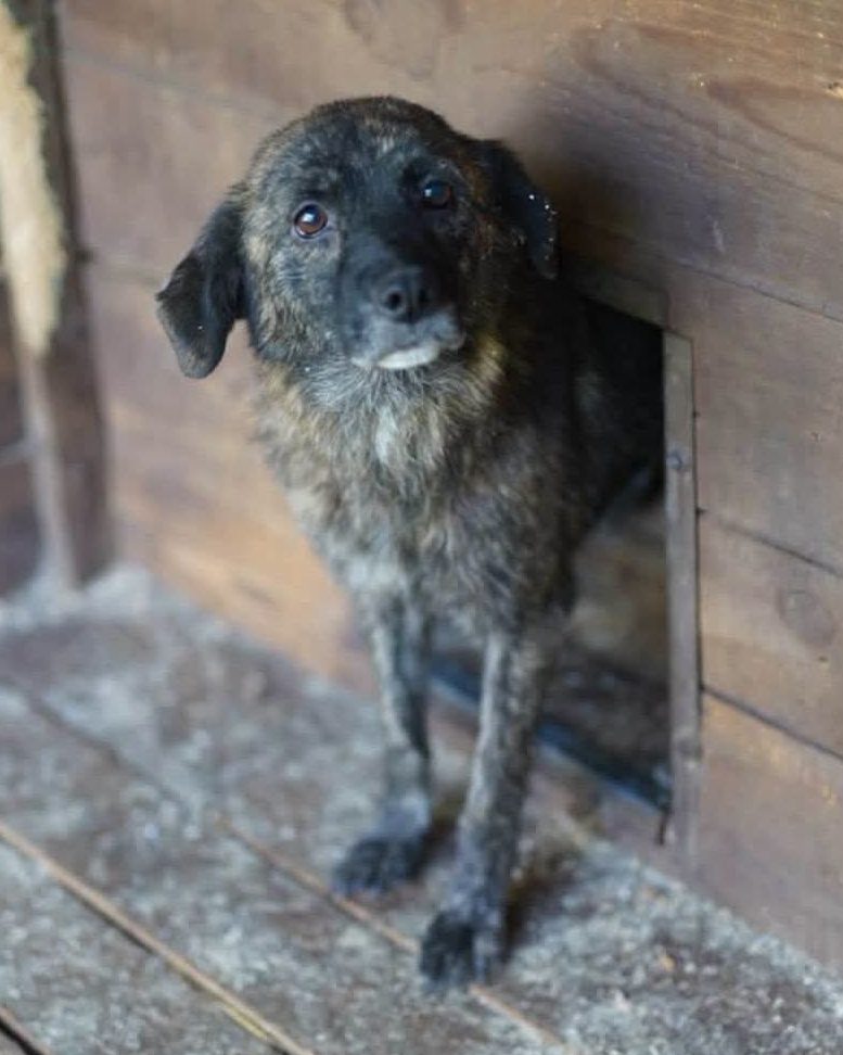 You are currently viewing Suczka do adopcji – DIWA