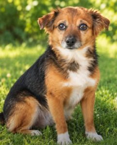 Read more about the article Suczka do adopcji – CECYNKA