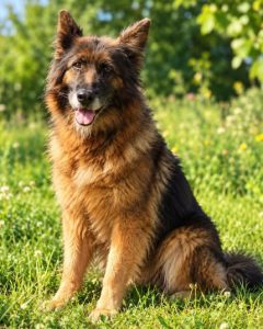 Read more about the article Suczka do adopcji – JADZIA